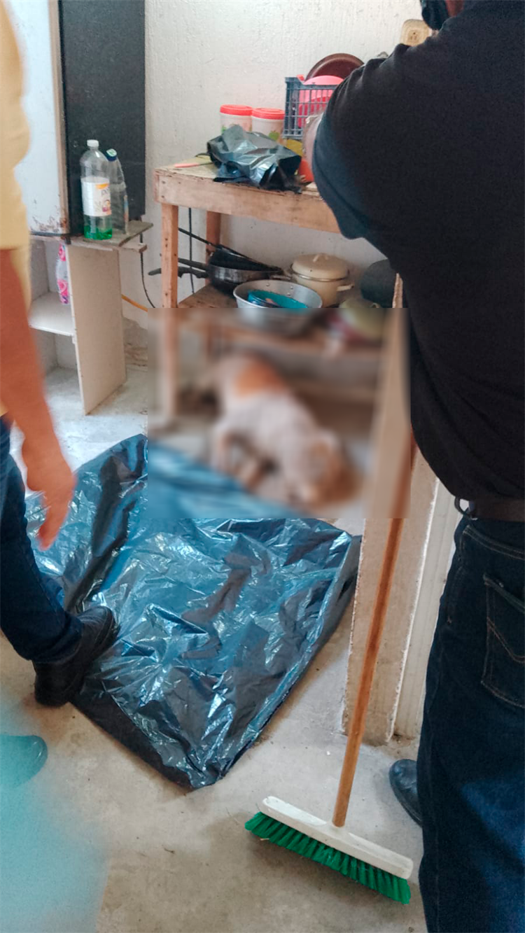 Abandonan a perro sin comida y agua en el interior de un domicilio de Medellín; fue encontrado sin vida