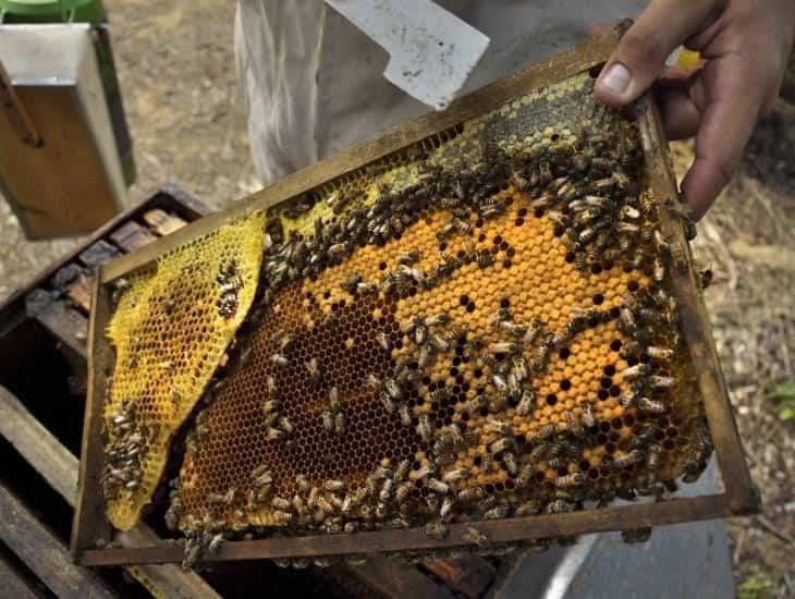 Colectivo realiza acciones de cuidado y protección de la abeja sin aguijón