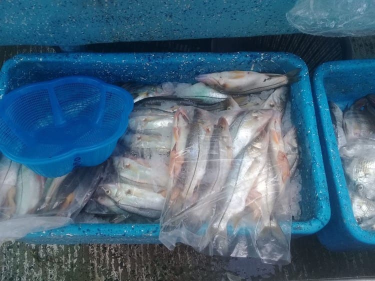 Aumentan las ventas de mariscos en Alvarado, señalan pescadores