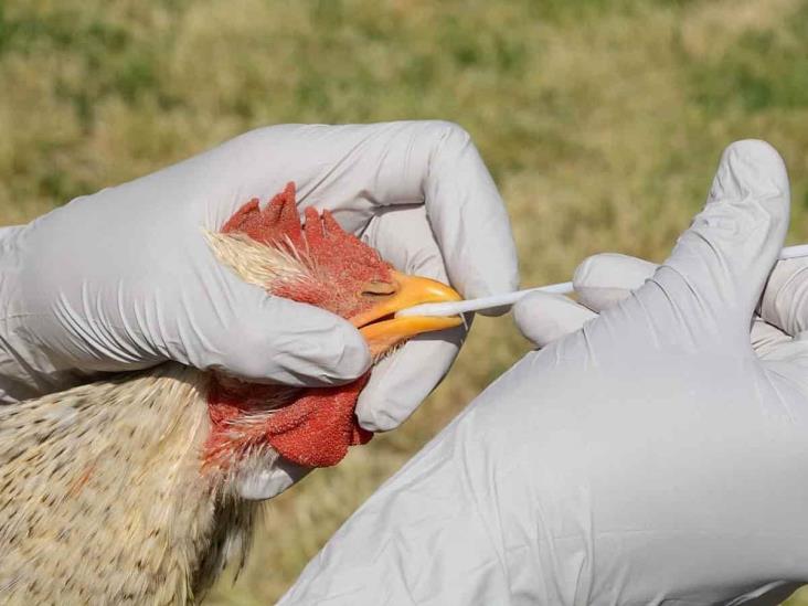 Suman más de 3 millones de aves afectadas por la influenza aviar AH5N1 en México