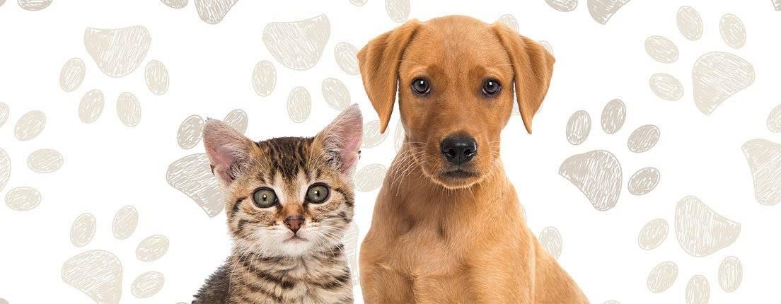 Invita Huellitas de Amor Medellín a campaña de esterilización