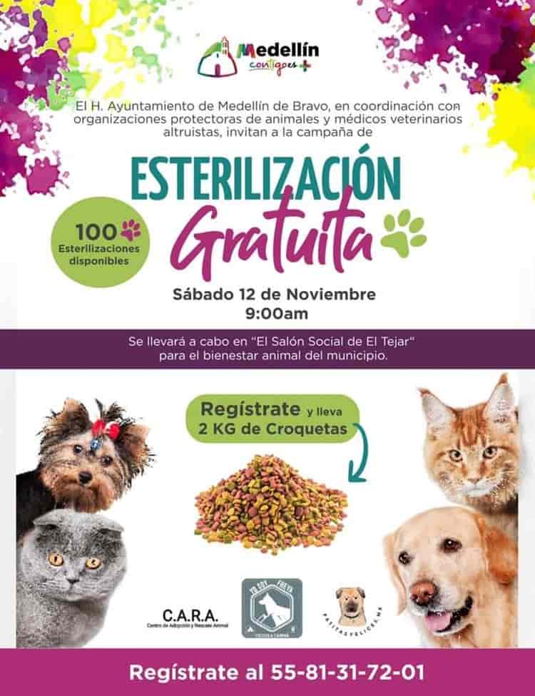 Donarán 100 esterilizaciones para perros y gatos en Medellín de Bravo; así podrás registrar a tu mascota