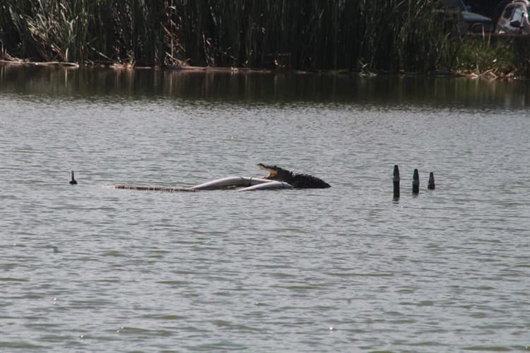 Captan a cocodrilo en la laguna Malibrán, en Veracruz