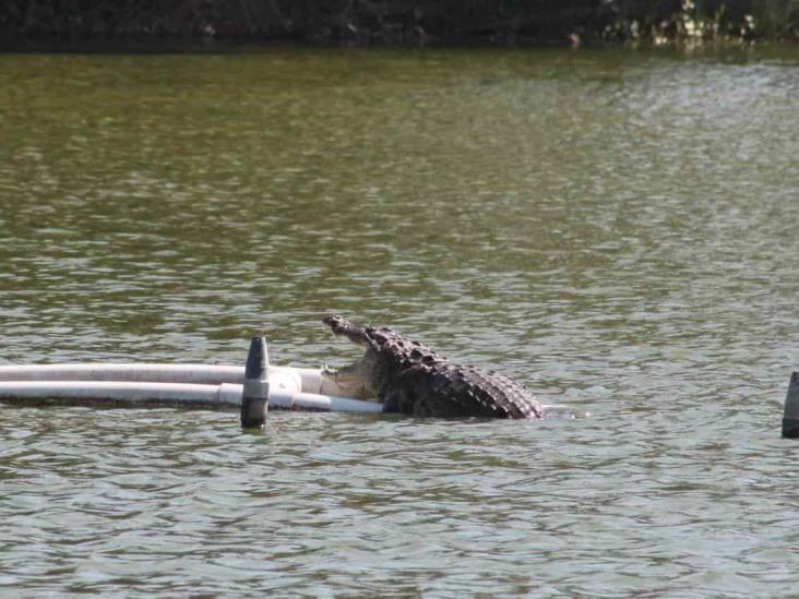 Extraerán al cocodrilo de la laguna del Malibrán, en Veracruz