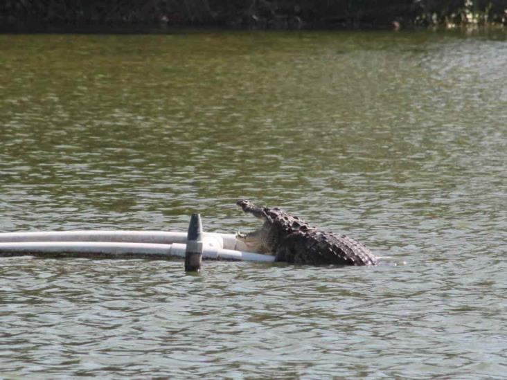 Este será el destino del cocodrilo de la laguna Malibrán, en Veracruz