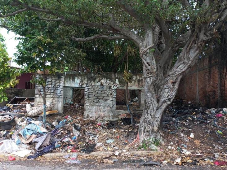 Terrenos baldíos en Veracruz son un peligro y focos de infección (+Video)