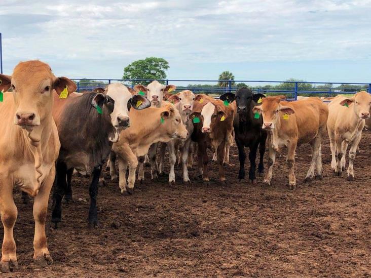 En 4 meses, Belice exporta a México más de 2 mdd en ganado en pie