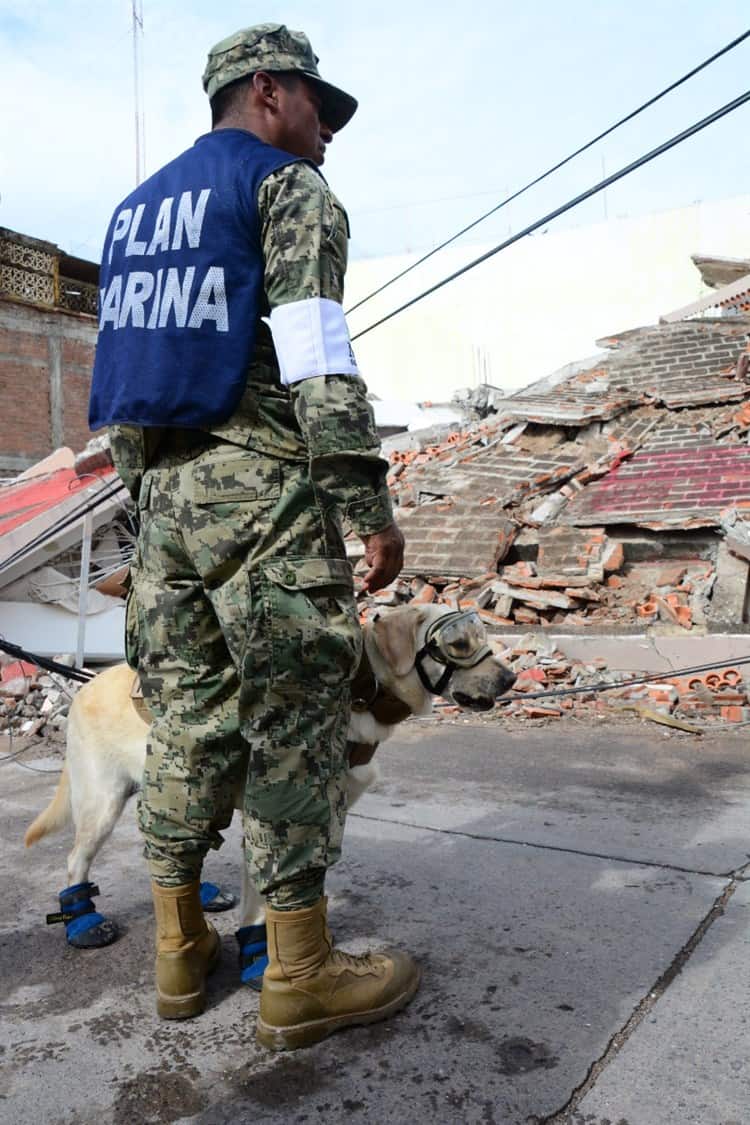 Fallece Frida, perrita héroe en rescates en sismos de 2017 en México