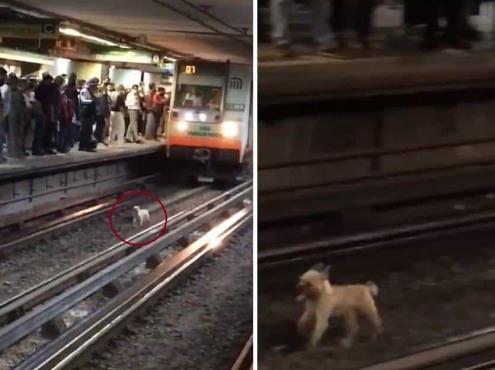 ¡Corre por tu vida! Rescatan a perrito en vías del metro de la CDMX (+Video)