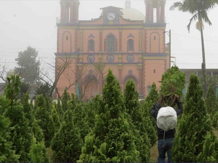 Inicia temporada de venta de pinos de Navidad en La Sidra, en Atzacan