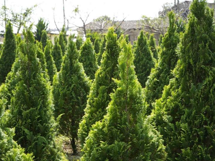 Inicia temporada de venta de pinos de Navidad en La Sidra, en Atzacan
