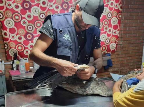 Sin lesiones, ave rescatada en fraccionamiento Laguna Real de Veracruz