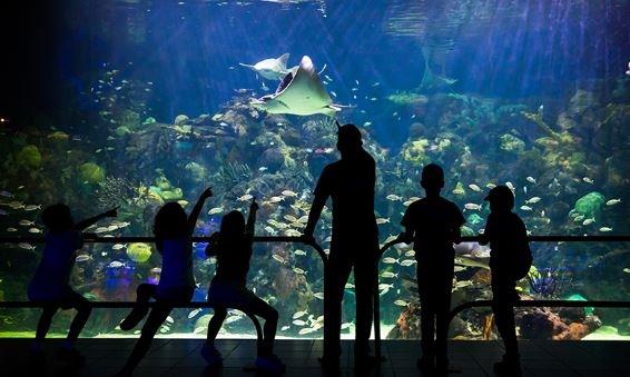 Hasta 10 mdp esperan reunir con cena gala para el Aquarium de Veracruz