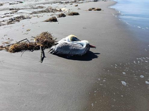 Rescatan a pelicano en playa de Veracruz