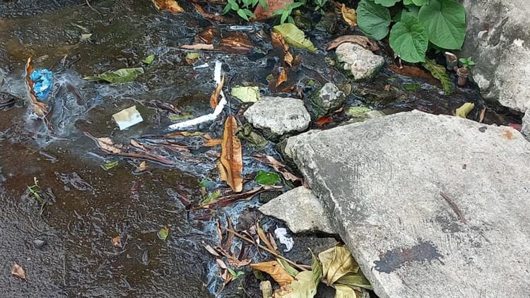 Brotes de aguas negras afecta a vecinos de la Pascual Ortiz Rubio en Veracruz