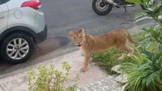 Se escapa león en la Riviera Veracruzana; lo avistan en las calles, reportan (+video)