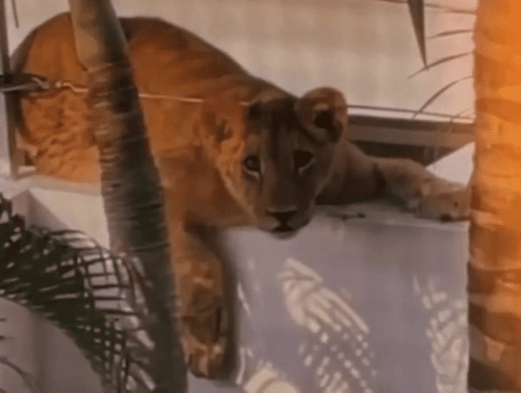 Abogado explica sanción por tener un león en tu casa