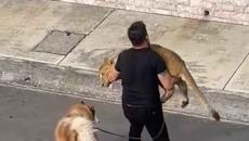 Atrapan a león que se escapó en fraccionamiento de Veracruz; se llama Nala (+video)