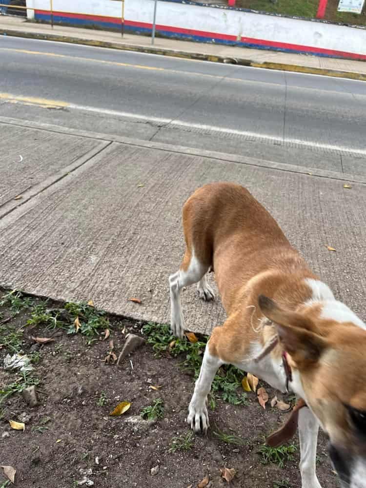 Urgen esterilización canina en  Alborada, en Emiliano Zapata