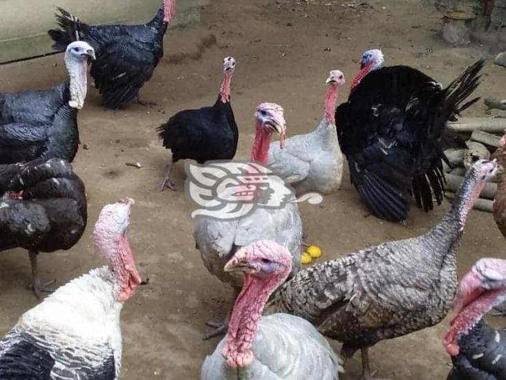 ¿En cuánto se cotizan los pavos para Nochebuena?