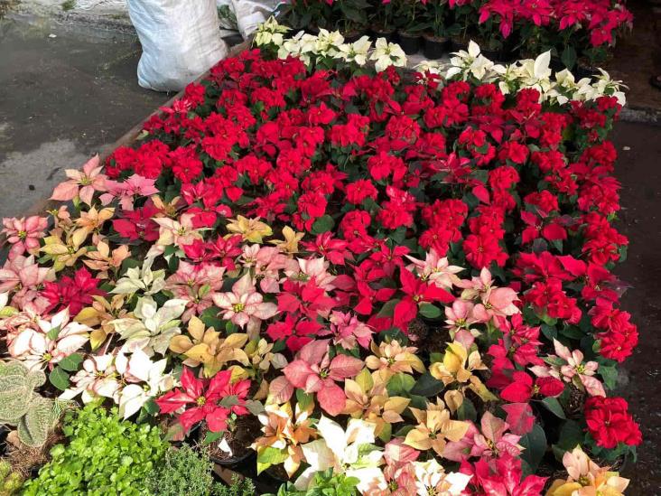 A partir de este mes repuntará la venta de la flor de Nochebuena en Veracruz, afirman vendedores 
