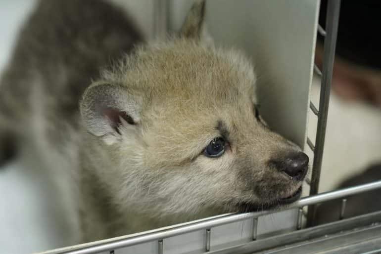Nace en China ‘Maya’, la primera cría de lobo clonado en la historia