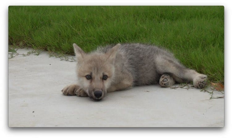 Nace en China ‘Maya’, la primera cría de lobo clonado en la historia