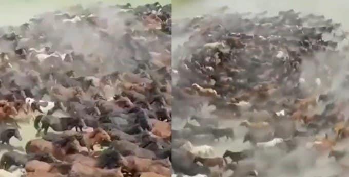 ¡Primero fueron ovejas! Captan a caballos en una granja de China dando vueltas en círculos(+Video)