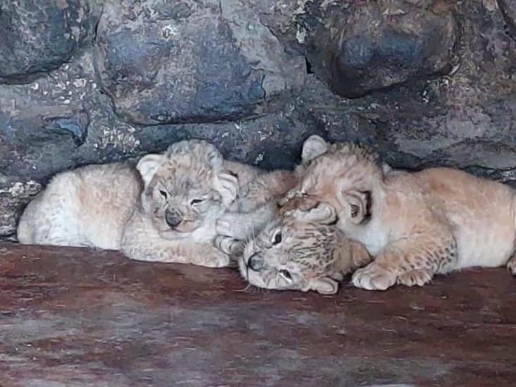 ¡Ternuritas! Nacen cuatro leones más en el Paseo del Río Orizaba
