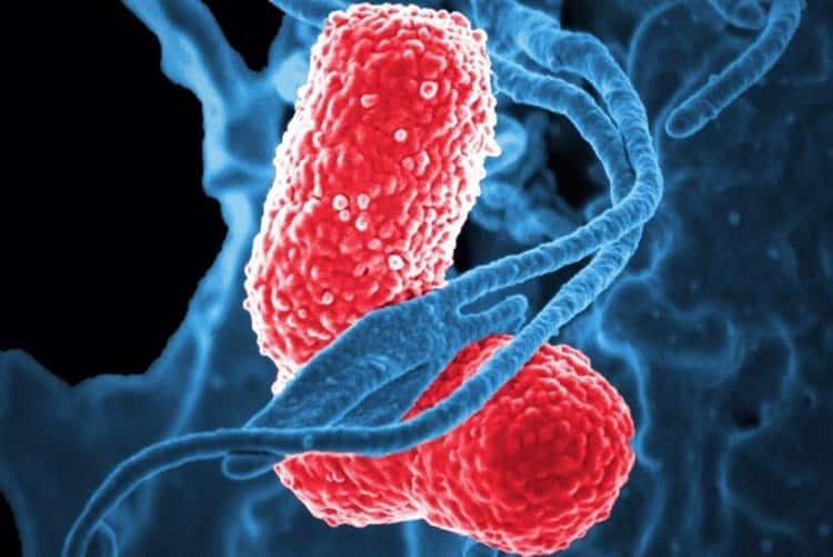 Advierte la OMS por una creciente resistencia de bacterias infecciosas a fármacos
