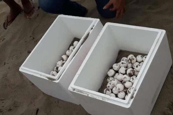 Más de 170 huevos de tortuga han resguardado en playas de Coatzacoalcos