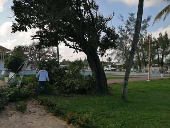 Ayuntamiento de Alvarado inicia poda y retiro de árboles en parque de Antón Lizardo