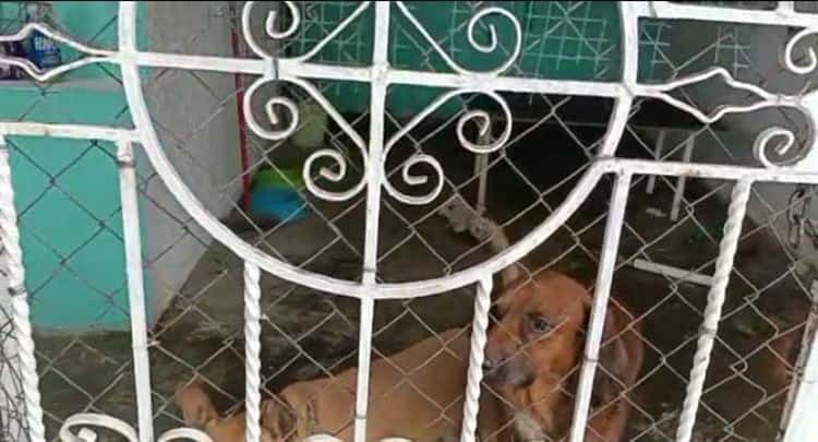 La despojan de casa y se llevan hasta sus perritos en Veracruz
