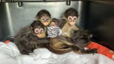 Aseguran 6 monos araña en terminal camionera de Córdoba (+Video)