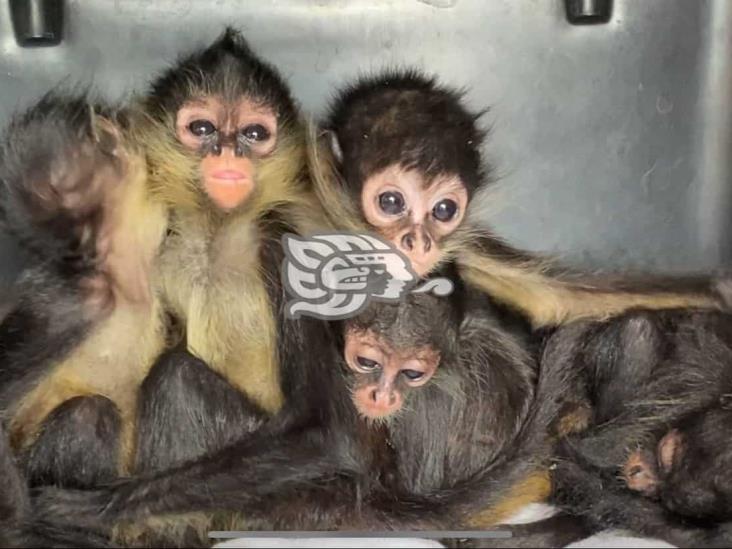 Aseguran 6 monos araña en terminal camionera de Córdoba (+Video)