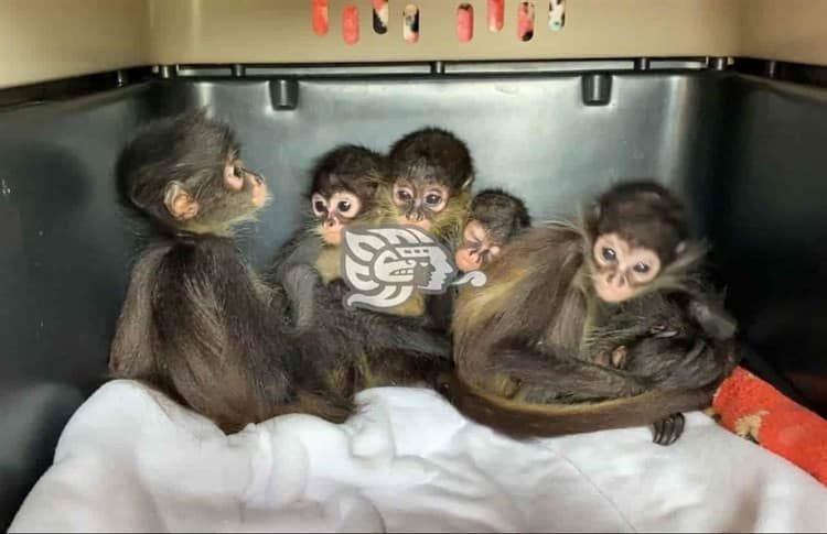 Aseguran 6 monos en terminal de autobuses de Córdoba