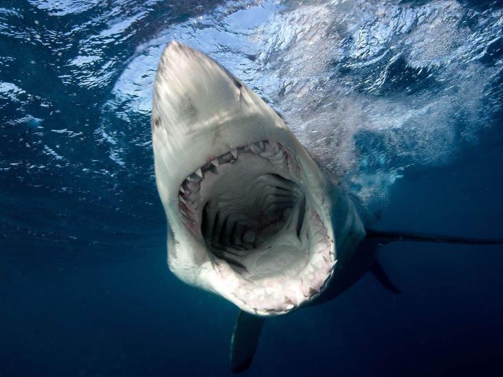 Patéalo; en EU, niña de 10 años sobrevive a ataque de tiburón