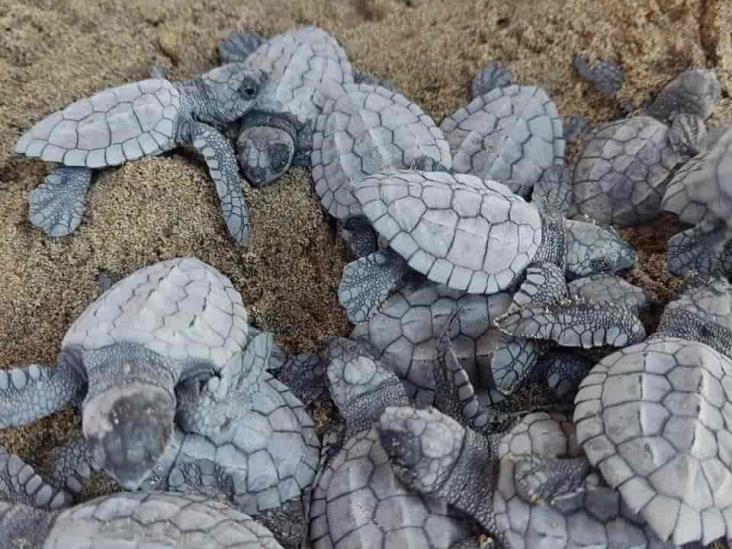 Liberan a más 700 tortugas en el sur de Veracruz
