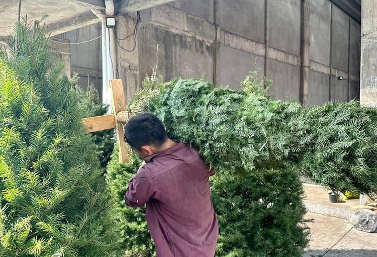 ¡Hasta mil 200 pesos! Veracruzanos acuden a comprar sus árboles de Navidad al centro de Veracruz