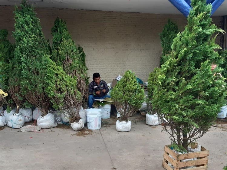 ¡Hasta mil 200 pesos! Veracruzanos acuden a comprar sus árboles de Navidad al centro de Veracruz