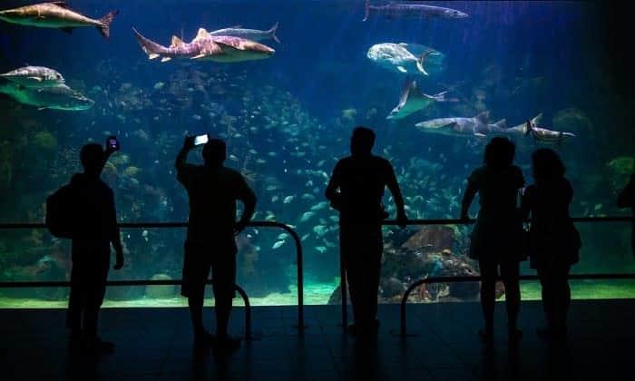 Prohíben inmersión con tiburones y el Aquarium de Veracruz la sigue promoviendo