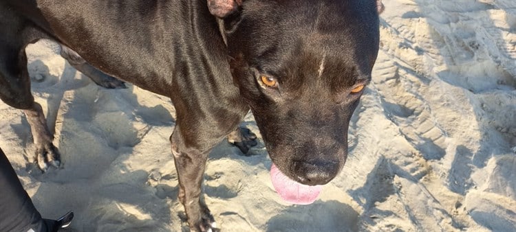 Rescatan a perrito en playa de Boca del Río; lo adoptan turistas