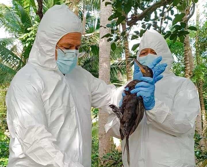 Pato buzo rescatado en Punta Tiburón tendría virus mortal; está en cuarentena