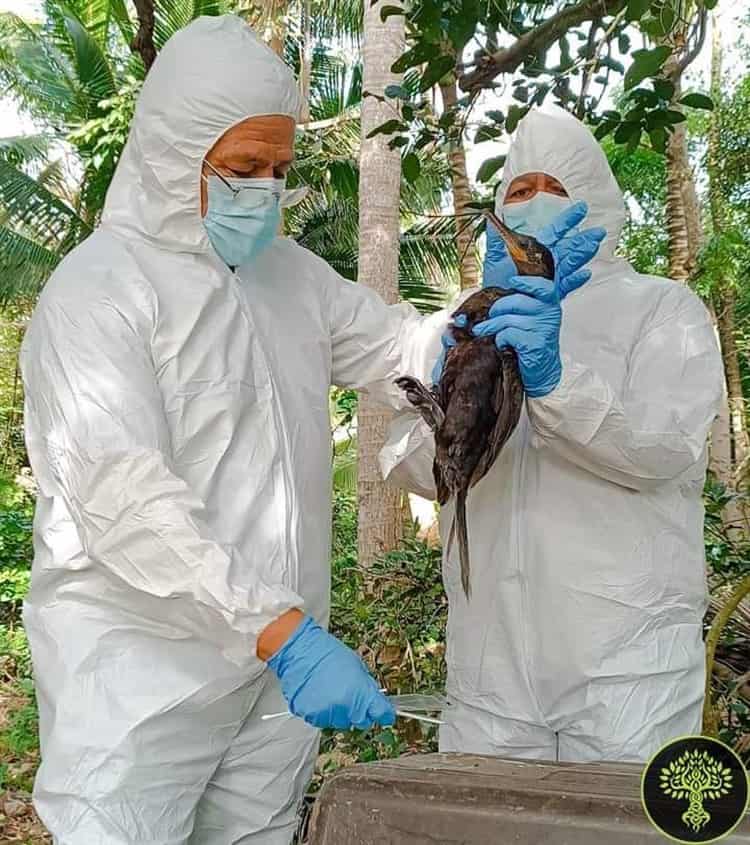Pato buzo rescatado en Punta Tiburón tendría virus mortal; está en cuarentena