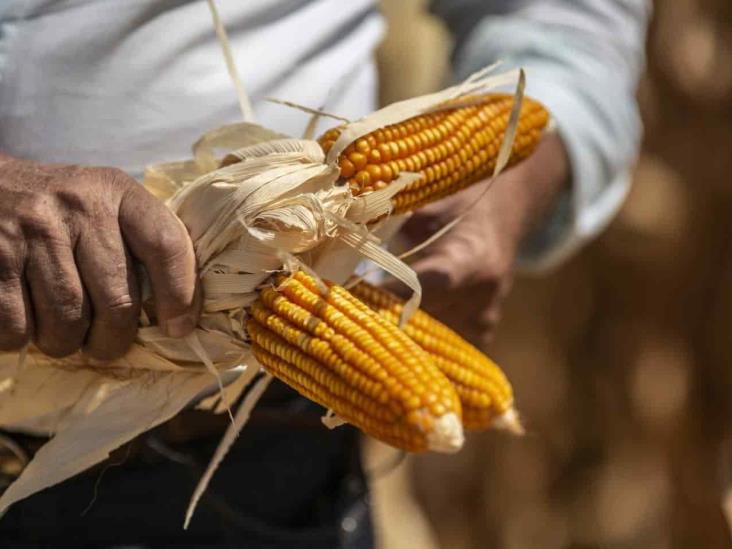Aumentaría precio del maíz por prohibición de importación
