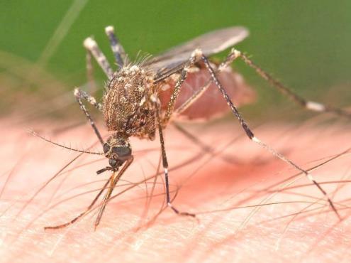 Veracruz ya suma 11 casos de dengue y una probable defunción en lo que va de enero