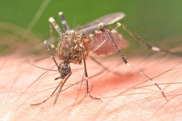 Durante 2022, aumentaron un 42% los casos de dengue en Veracruz