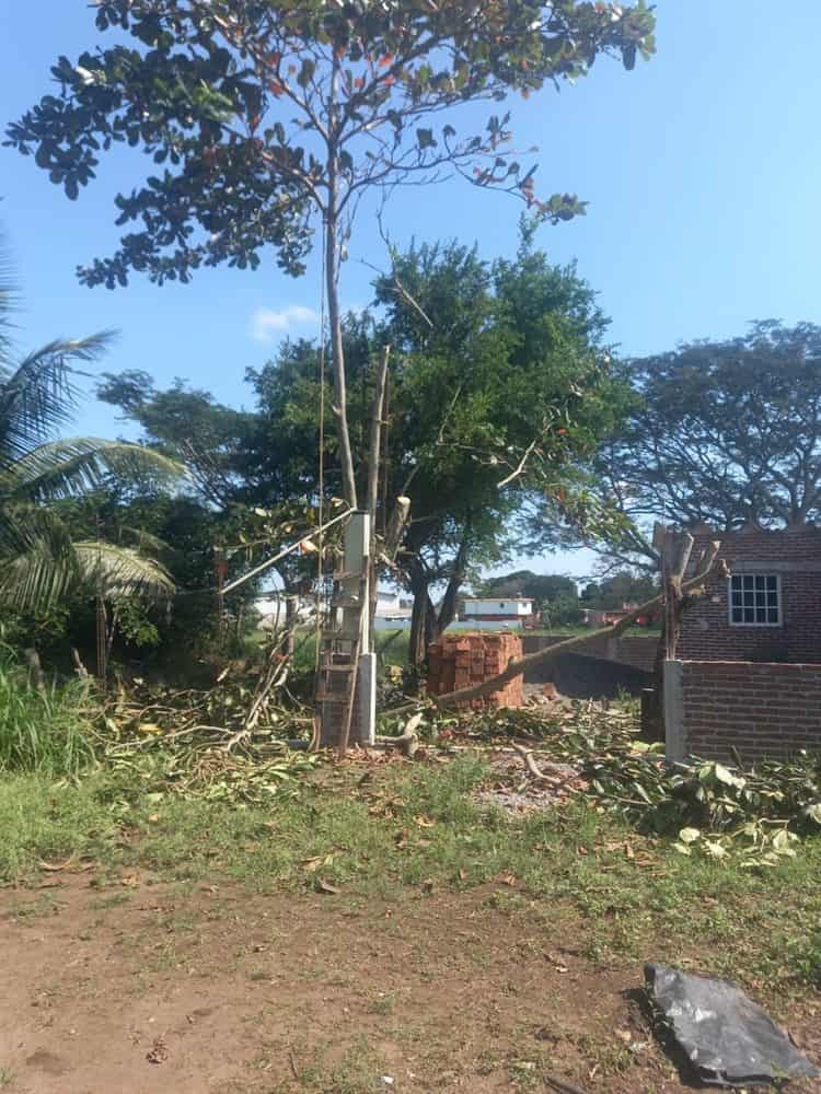 Derriban árbol y dejan sin servicios a vecinos de Medellín de Bravo