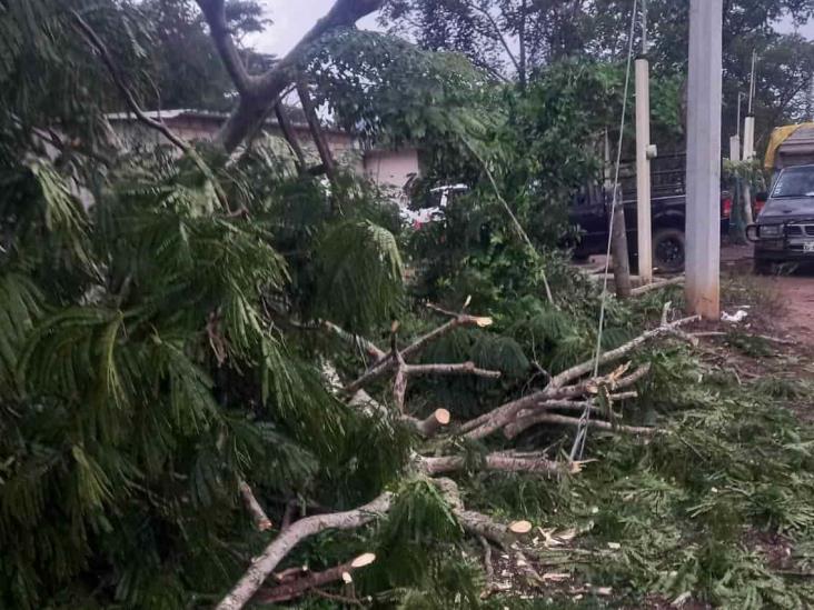 Derriban árbol y dejan sin servicios a vecinos de Medellín de Bravo