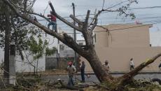 Norte deja postes y árboles caídos en Boca del Río